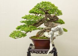 suthichchiase